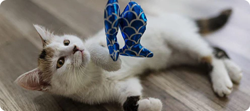 FROM THE CAT GUIDE
