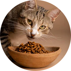 Cat Food