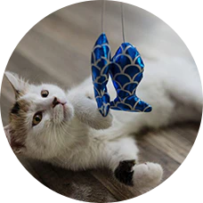 Cat Toys